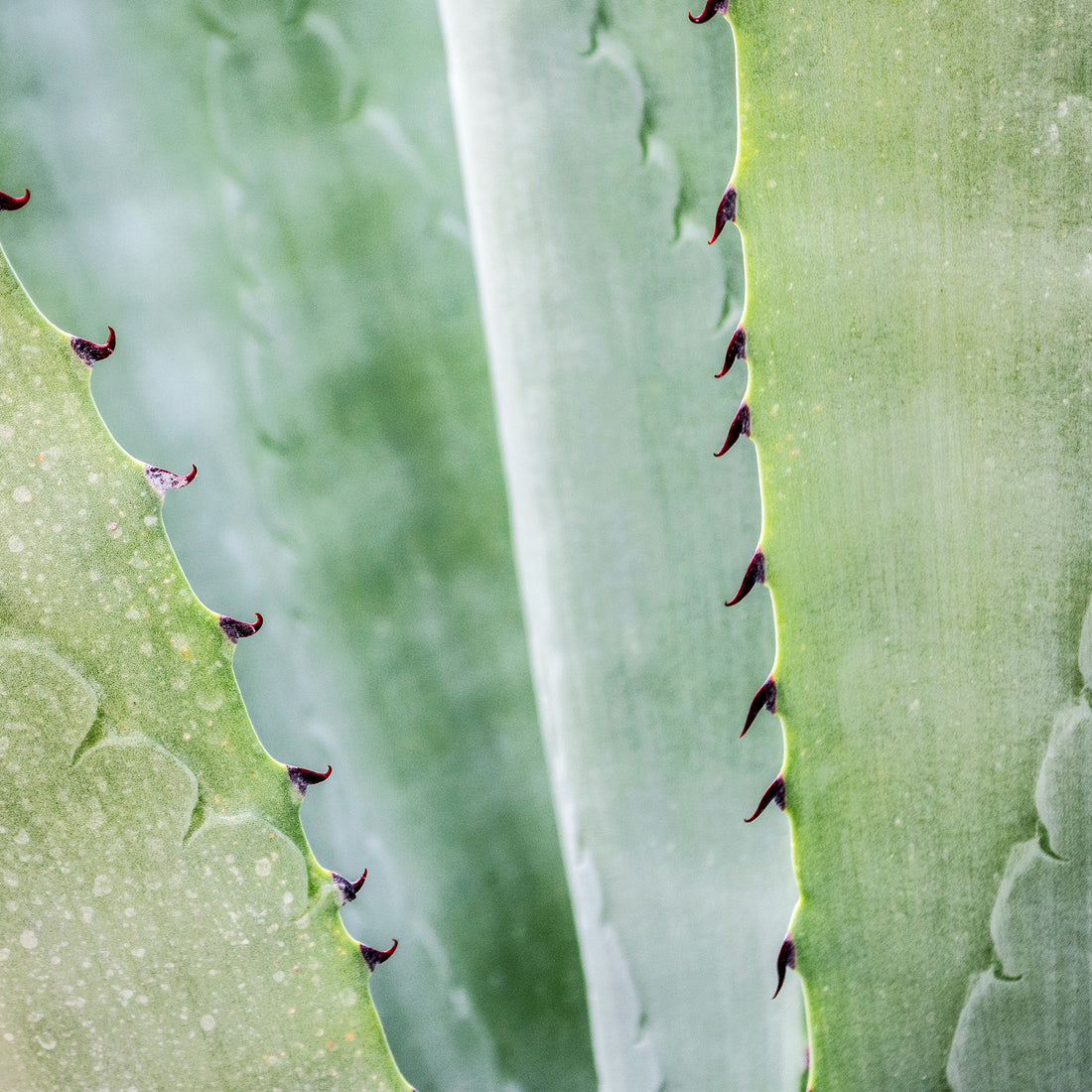 Benefits of Aloe Vera Skincare!