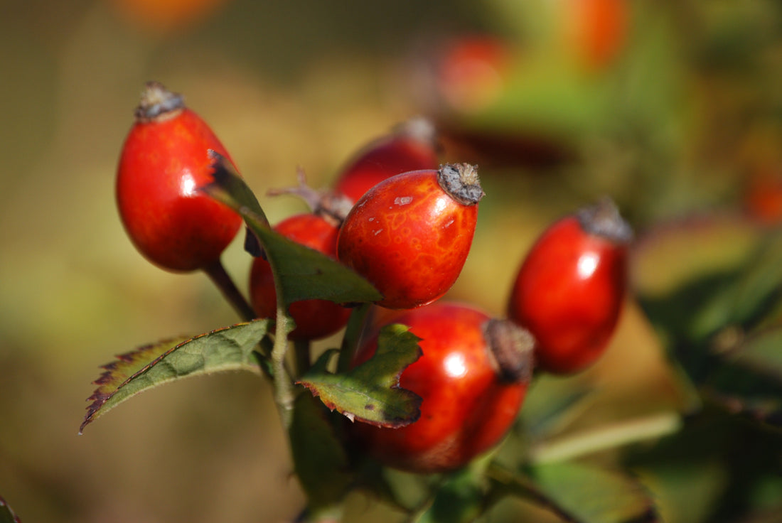 rosehips